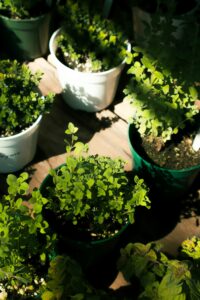 botana and aromatika plants